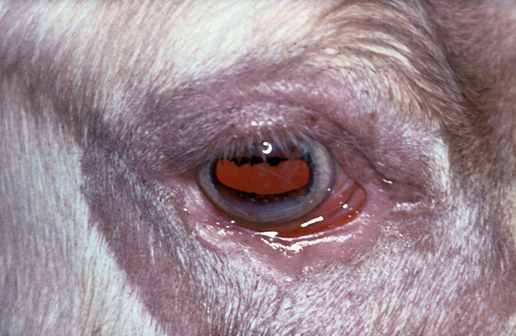 Cow: squamous cell carcinoma